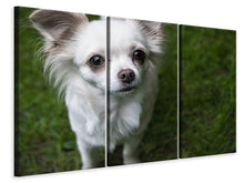 Lade das Bild in den Galerie-Viewer, Leinwandbild 3-teilig Chihuahua Blick
