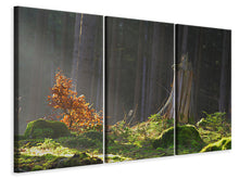 Lade das Bild in den Galerie-Viewer, Leinwandbild 3-teilig Der Zauber im Wald
