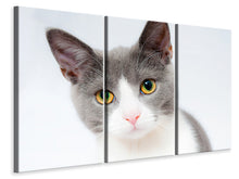 Lade das Bild in den Galerie-Viewer, Leinwandbild 3-teilig Edle Katze

