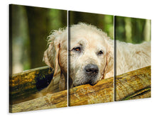 Lade das Bild in den Galerie-Viewer, Leinwandbild 3-teilig Golden Retriever in der Natur
