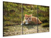 Lade das Bild in den Galerie-Viewer, Leinwandbild 3-teilig Kitten in der Natur
