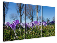 Lade das Bild in den Galerie-Viewer, Leinwandbild 3-teilig Lila Krokus in der Natur
