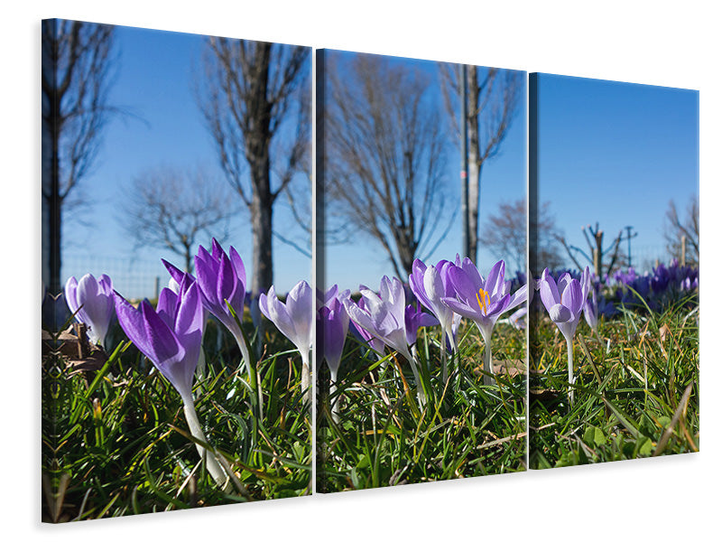 Leinwandbild 3-teilig Lila Krokus in der Natur