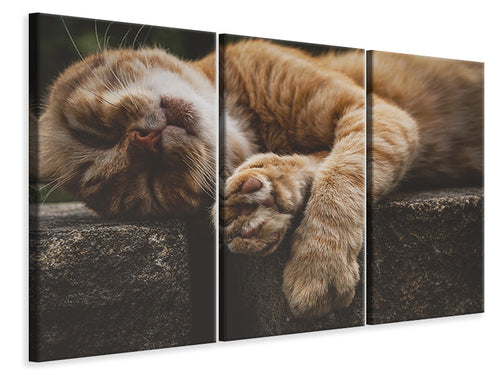 Leinwandbild 3-teilig Schlafende Katze