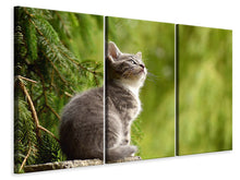 Lade das Bild in den Galerie-Viewer, Leinwandbild 3-teilig Wildkatze
