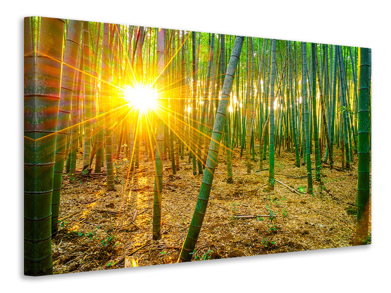 Leinwandbild Bambusse