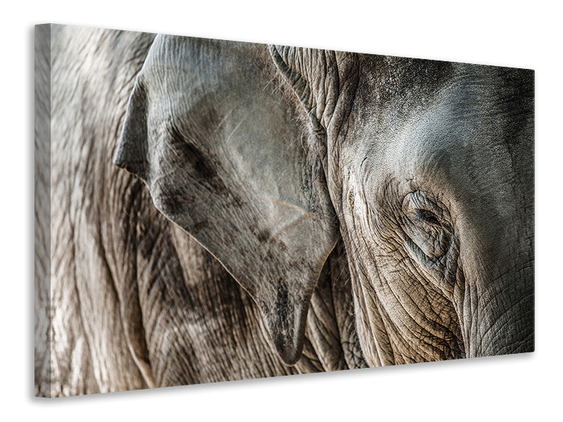 Leinwandbild Close Up Elefant