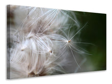 Lade das Bild in den Galerie-Viewer, Leinwandbild Close up Blütenfasern
