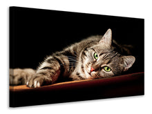 Lade das Bild in den Galerie-Viewer, Leinwandbild Entspannte Katze
