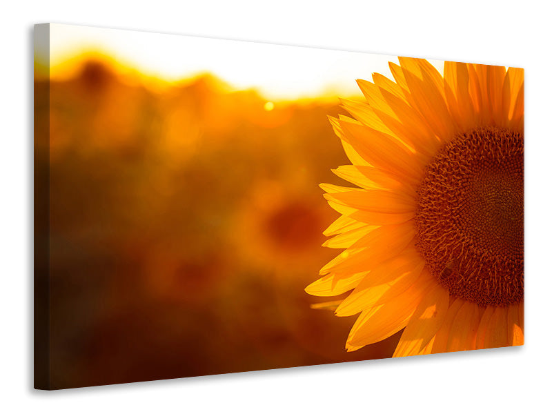 Leinwandbild Macro-Sonnenblume