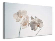 Lade das Bild in den Galerie-Viewer, Leinwandbild Anmutige Orchideen

