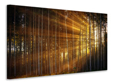 Lade das Bild in den Galerie-Viewer, Leinwandbild Bäume in Sonnenstrahlen
