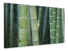 Lade das Bild in den Galerie-Viewer, Leinwandbild Bambus in XXL
