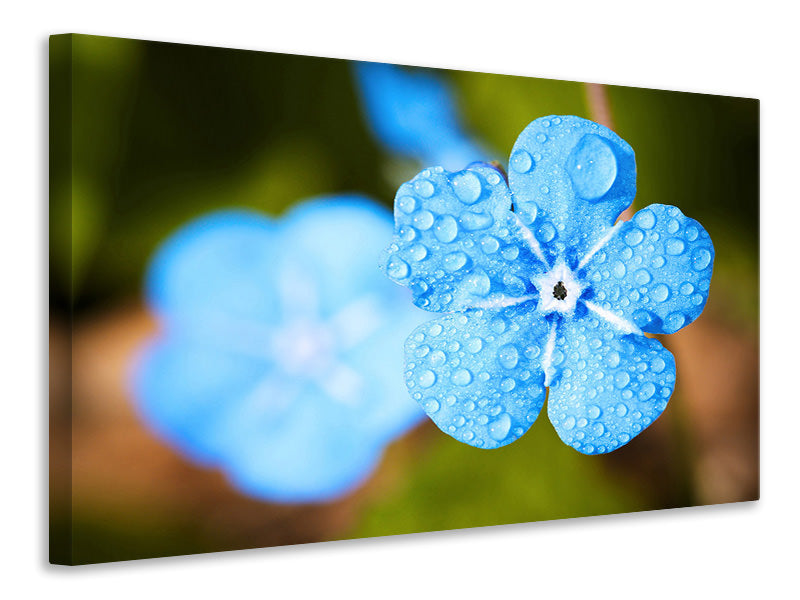 Leinwandbild Blaue Blume mit Morgentau
