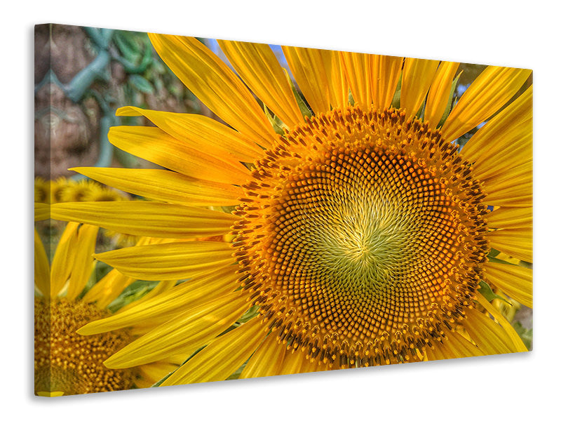 Leinwandbild Blütenstand einer Sonnenblume