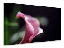 Lade das Bild in den Galerie-Viewer, Leinwandbild Calla in lila
