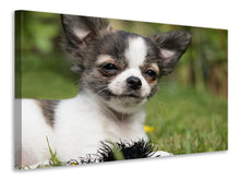 Lade das Bild in den Galerie-Viewer, Leinwandbild Chihuahua zum Verlieben
