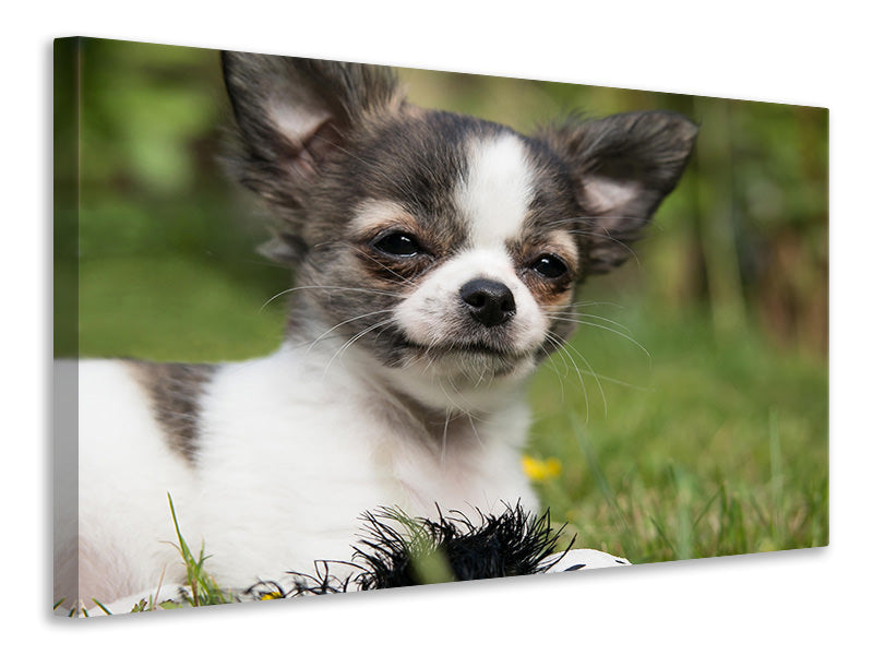 Leinwandbild Chihuahua zum Verlieben