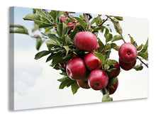 Lade das Bild in den Galerie-Viewer, Leinwandbild Close up Apfelbaum
