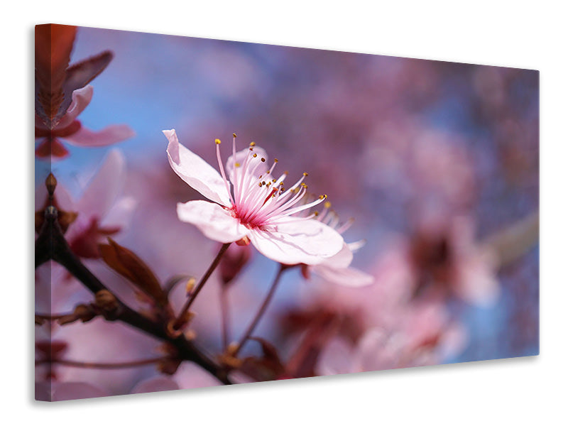 Leinwandbild Close up Kirschblüte