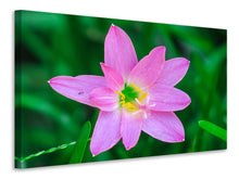 Lade das Bild in den Galerie-Viewer, Leinwandbild Close up rosa Blüte
