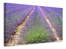 Lade das Bild in den Galerie-Viewer, Leinwandbild Das Lavendel Feld
