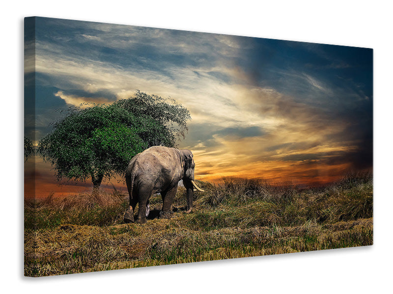 Leinwandbild Der Elefant im Sonnenuntergang