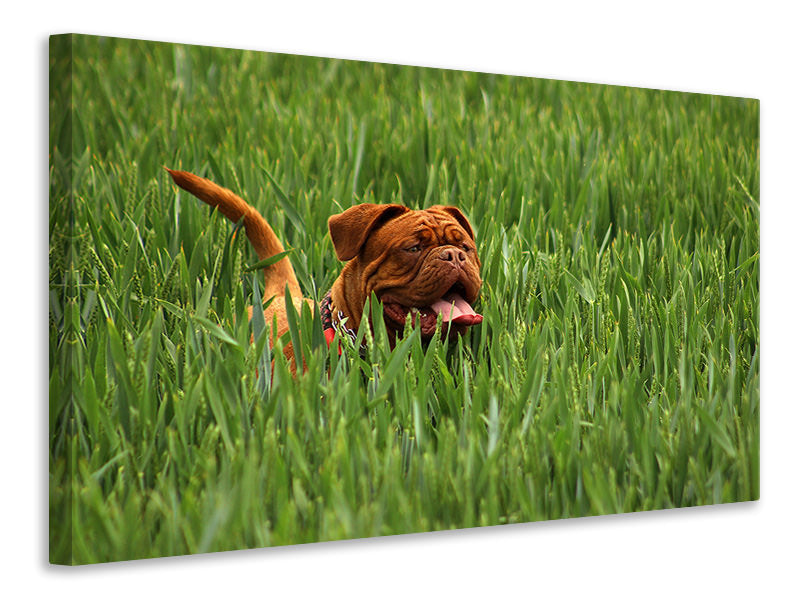 Leinwandbild Der Mastiff im Gras