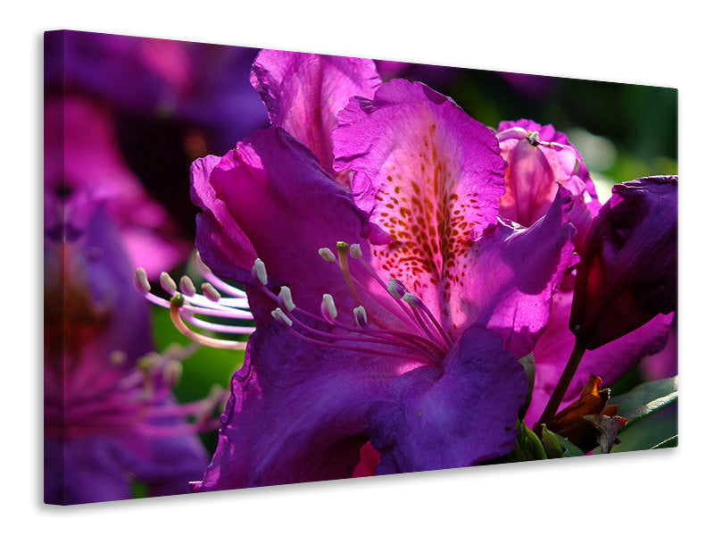 Leinwandbild Der Rhododendron
