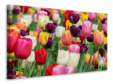 Lade das Bild in den Galerie-Viewer, Leinwandbild Die Farben der Tulpen
