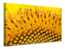 Lade das Bild in den Galerie-Viewer, Leinwandbild Die Knospen der Sonnenblume in XXL
