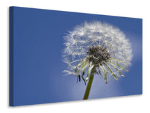 Lade das Bild in den Galerie-Viewer, Leinwandbild Die Pusteblume in XXL
