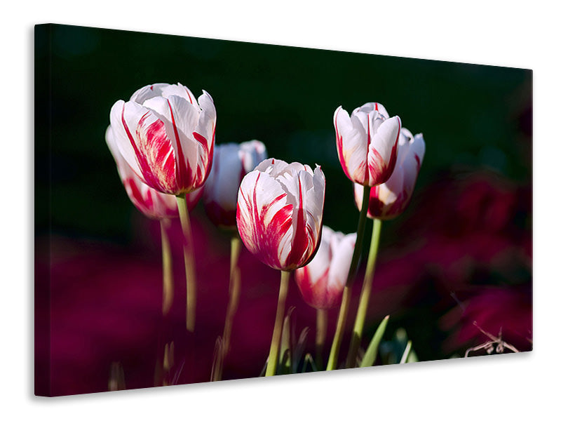 Leinwandbild Die Schönheit der Tulpen