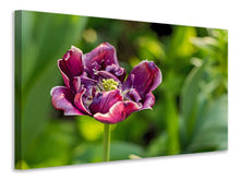 Lade das Bild in den Galerie-Viewer, Leinwandbild Dunkle Tulpe in der Natur
