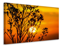 Lade das Bild in den Galerie-Viewer, Leinwandbild Ein Strauch im Sonnenuntergang
