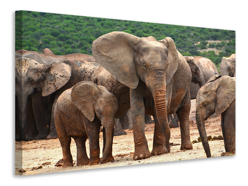 Leinwandbild Elefantenherde in Afrika
