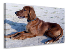 Lade das Bild in den Galerie-Viewer, Leinwandbild Eleganter Irish Setter
