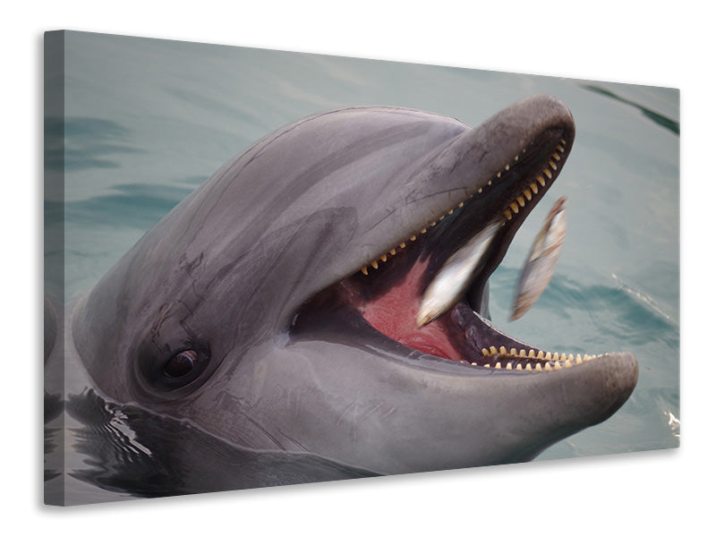 Leinwandbild Essenszeit für einen Delphin