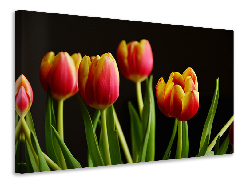 Leinwandbild Farbenfrohe Tulpen
