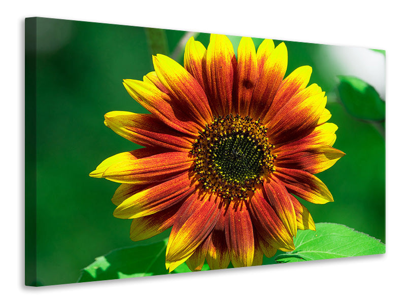 Leinwandbild Farbenprächtige Sonnenblume