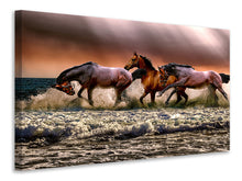 Lade das Bild in den Galerie-Viewer, Leinwandbild Freiheit für Pferde
