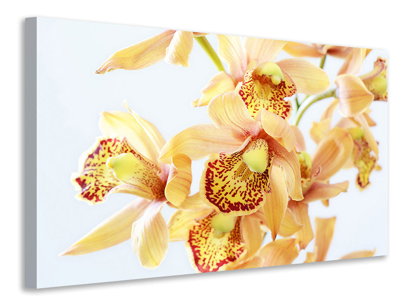 Leinwandbild Gelbe Orchidee