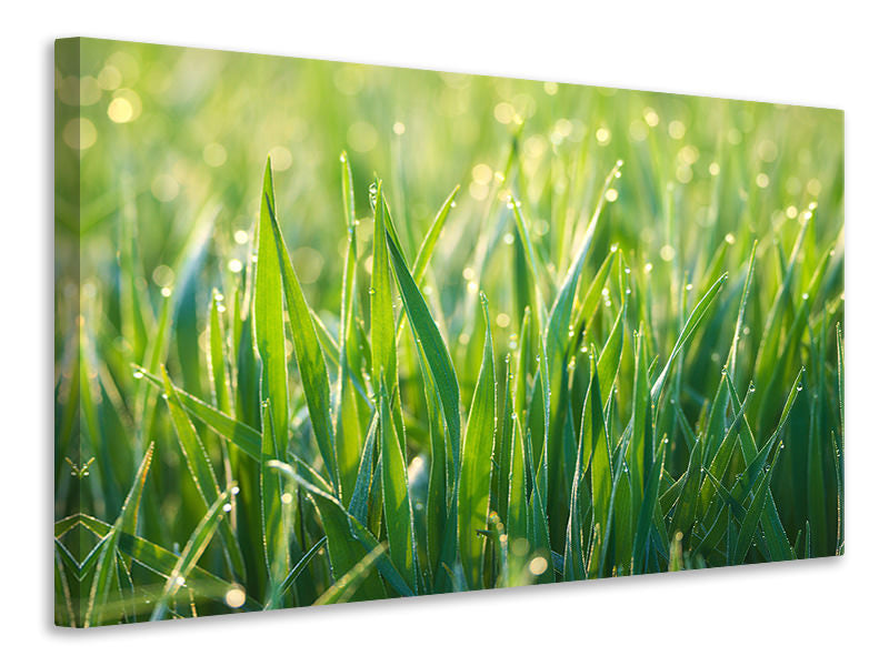 Leinwandbild Gras mit Morgentau XL