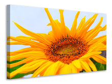 Lade das Bild in den Galerie-Viewer, Leinwandbild Grosse Sonnenblume
