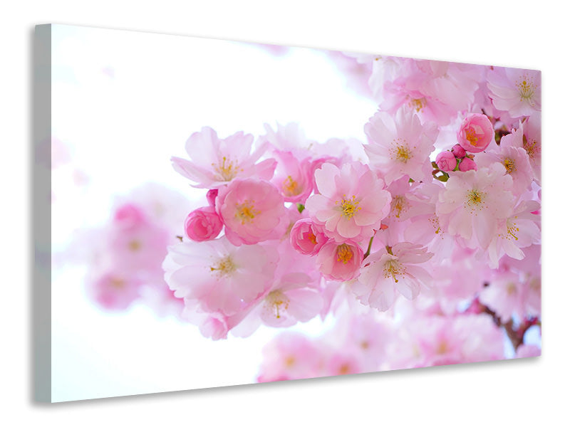 Leinwandbild Japanische Kirschblüte XL