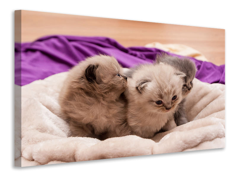 Leinwandbild Kitten Trio zum Verlieben