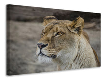 Lade das Bild in den Galerie-Viewer, Leinwandbild Kopf einer Löwin

