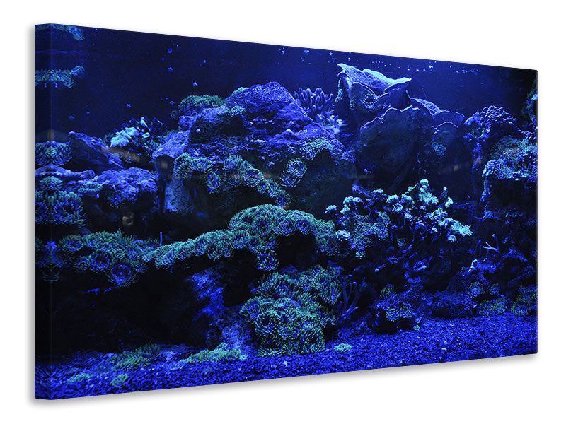 Leinwandbild Korallenriff in blau