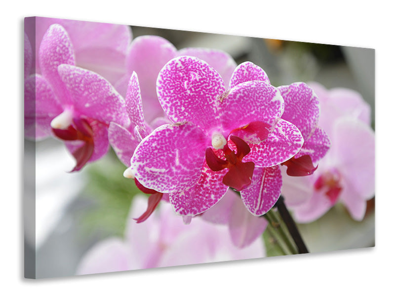 Leinwandbild Lila Orchideen in der Blüte