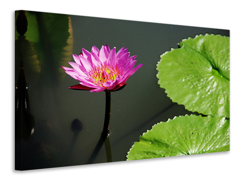 Leinwandbild Lotus Blüte in pink